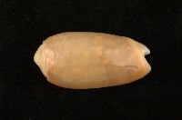 藏品(紫口榧螺)的圖片